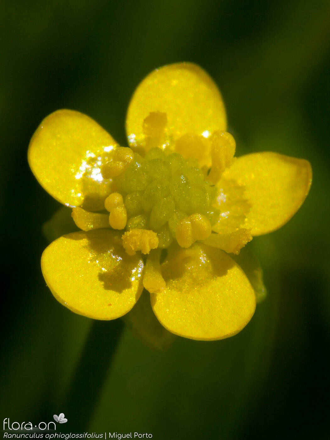Ranunculus ophioglossifolius - Flor (close-up) | Miguel Porto; CC BY-NC 4.0