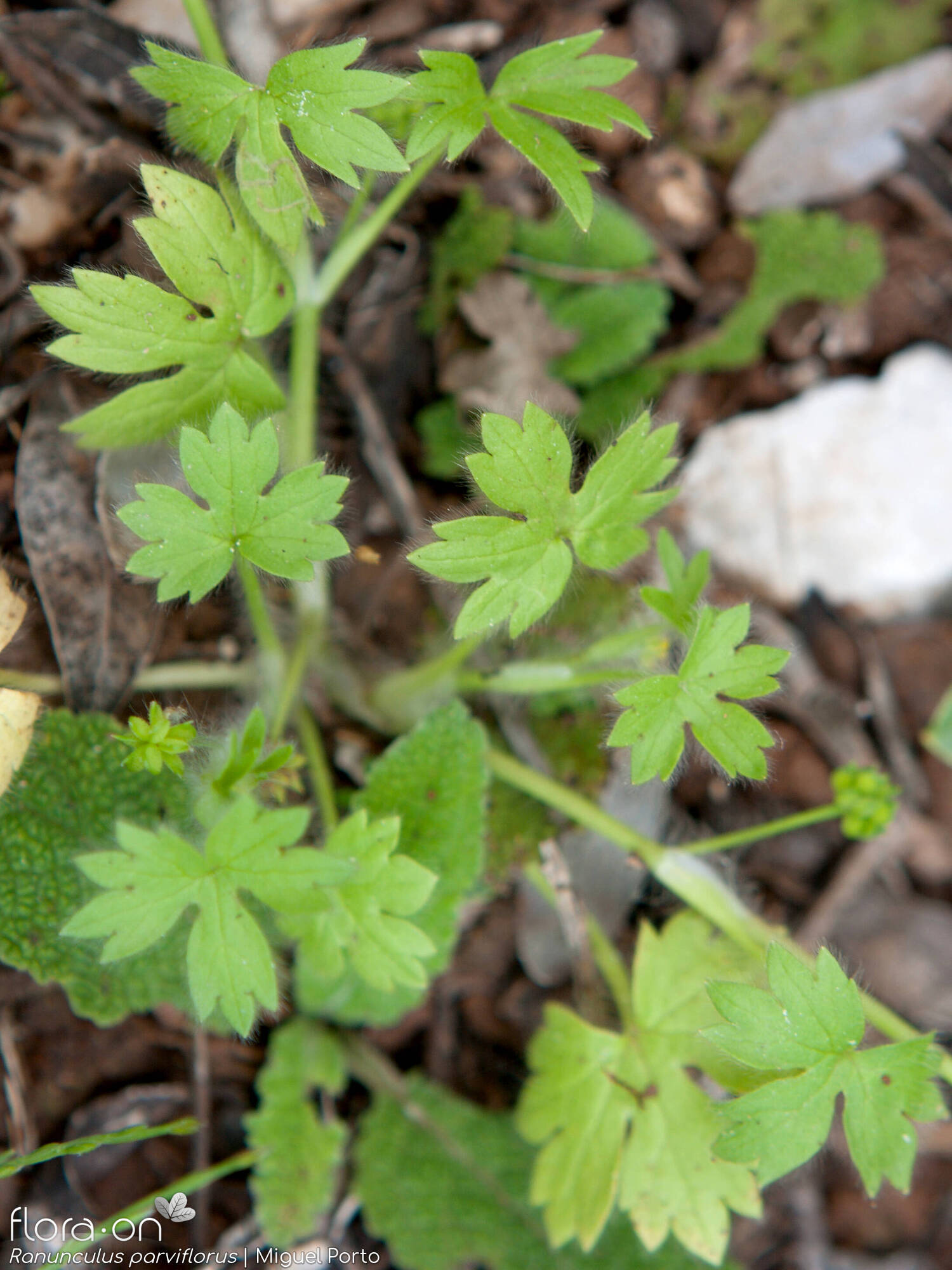 Ranunculus parviflorus
