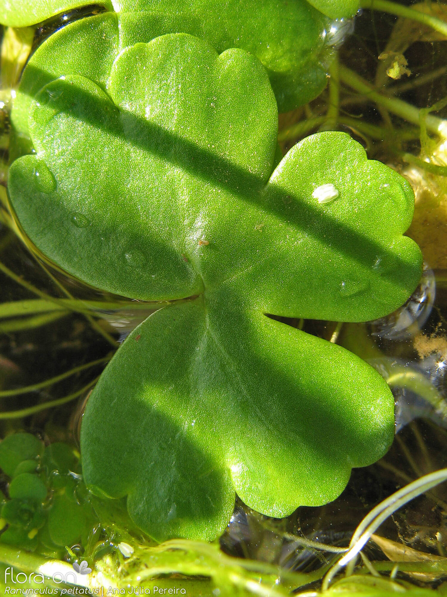 Ranunculus peltatus - Folha | Ana Júlia Pereira; CC BY-NC 4.0