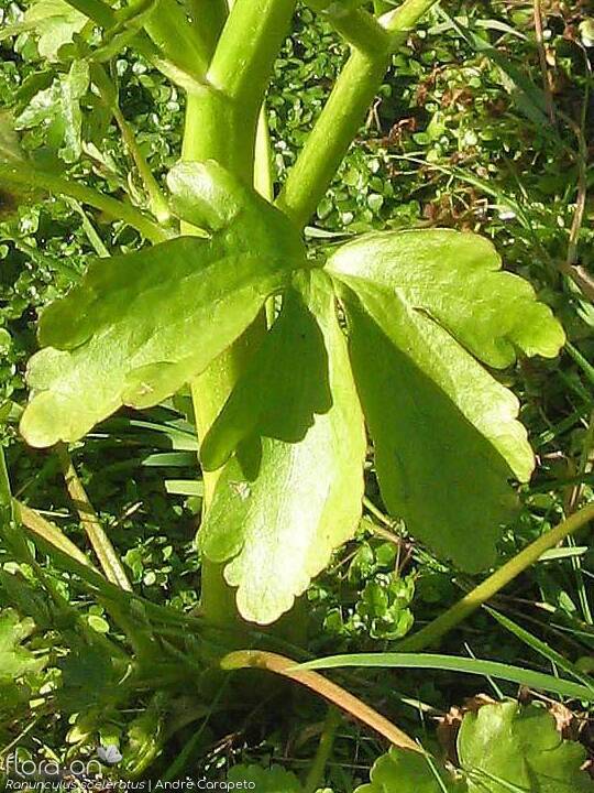 Ranunculus sceleratus - Folha | André Carapeto; CC BY-NC 4.0