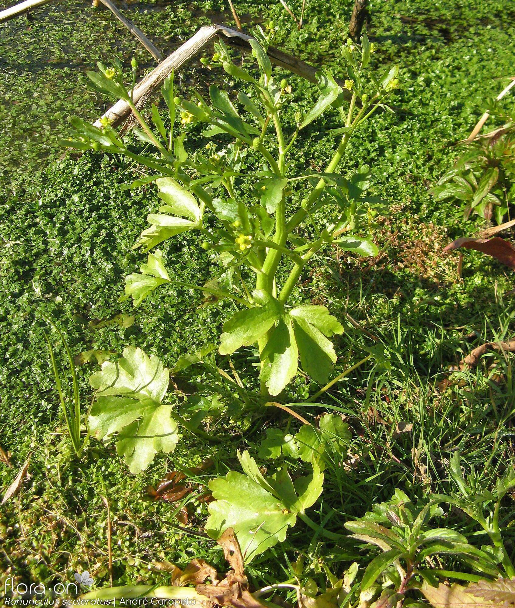 Ranunculus sceleratus - Hábito | André Carapeto; CC BY-NC 4.0
