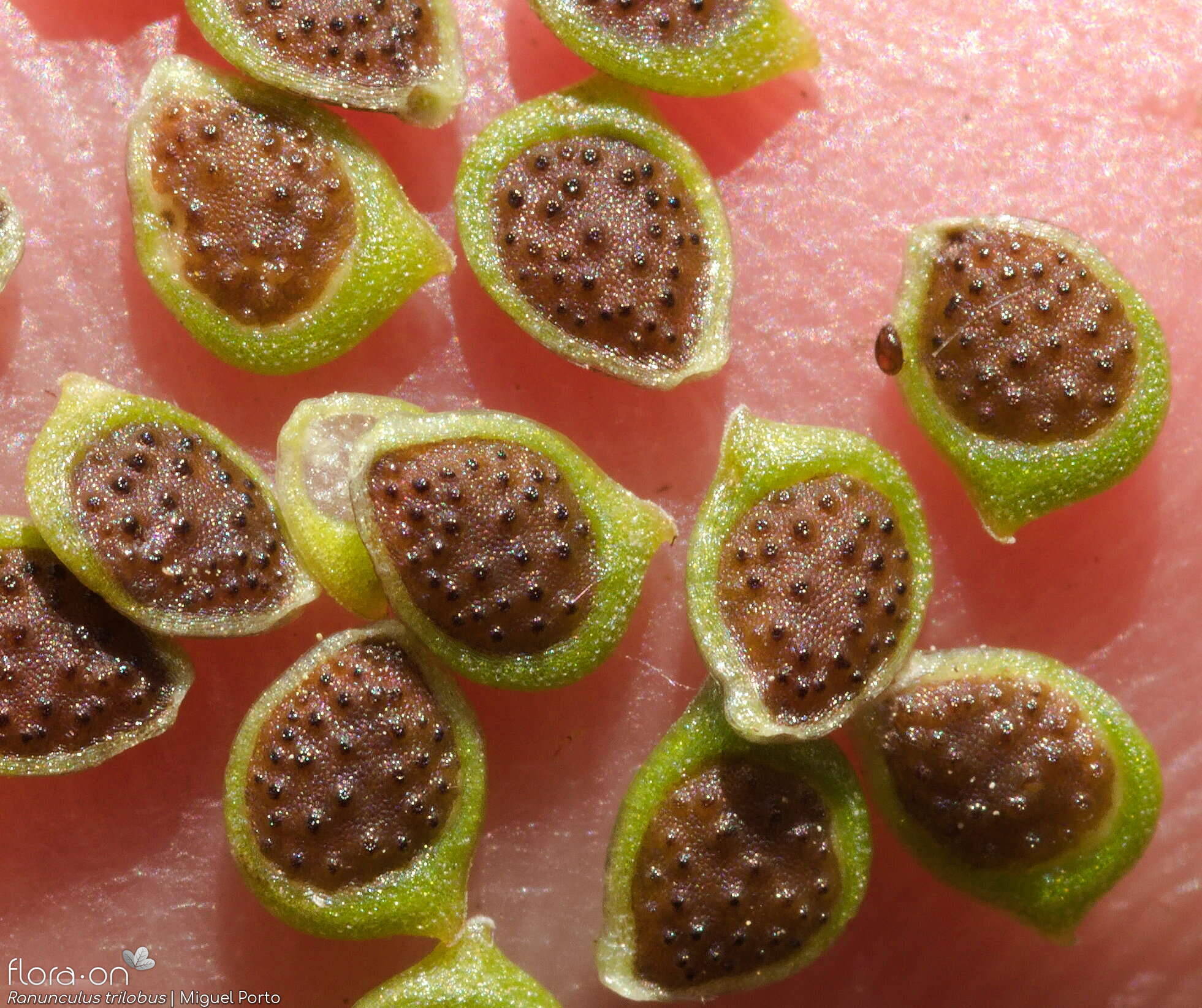 Ranunculus trilobus - Fruto | Miguel Porto; CC BY-NC 4.0