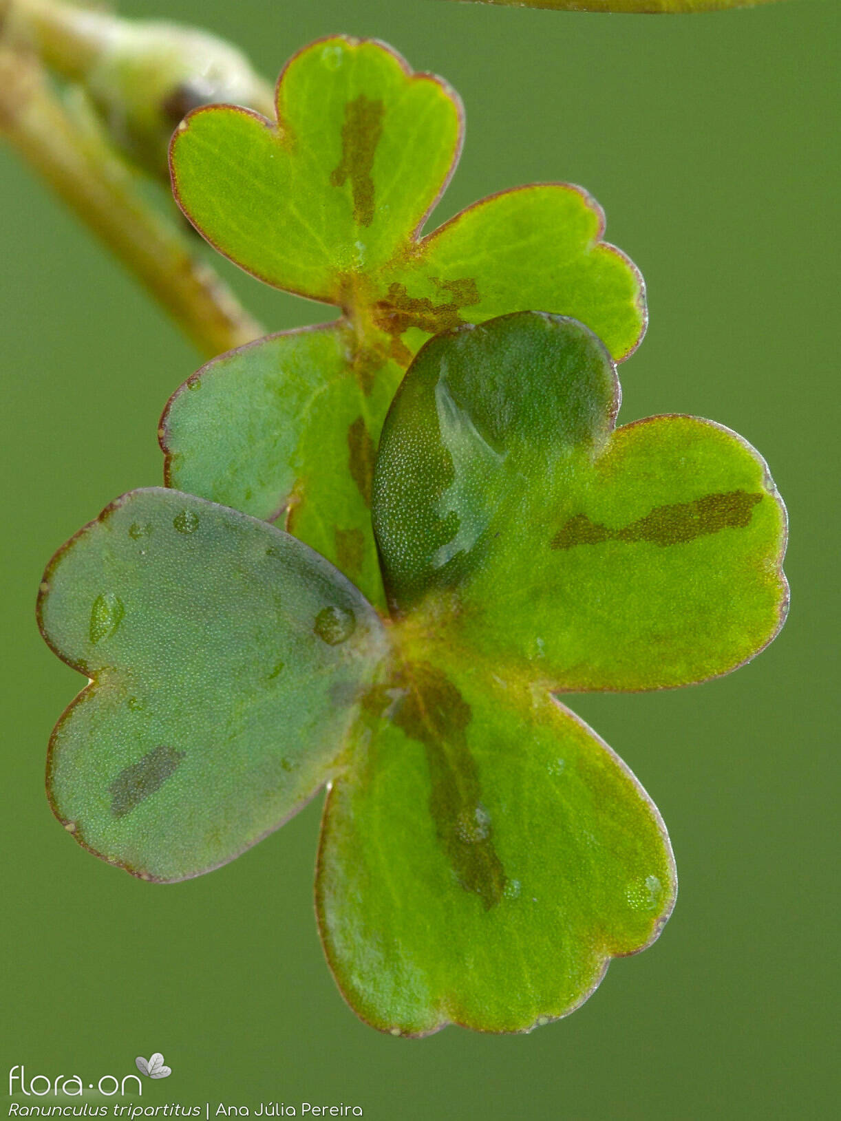Ranunculus tripartitus - Folha | Ana Júlia Pereira; CC BY-NC 4.0