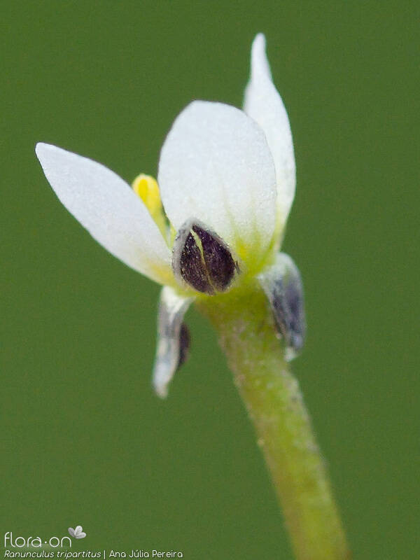 Ranunculus tripartitus - Flor (close-up) | Ana Júlia Pereira; CC BY-NC 4.0