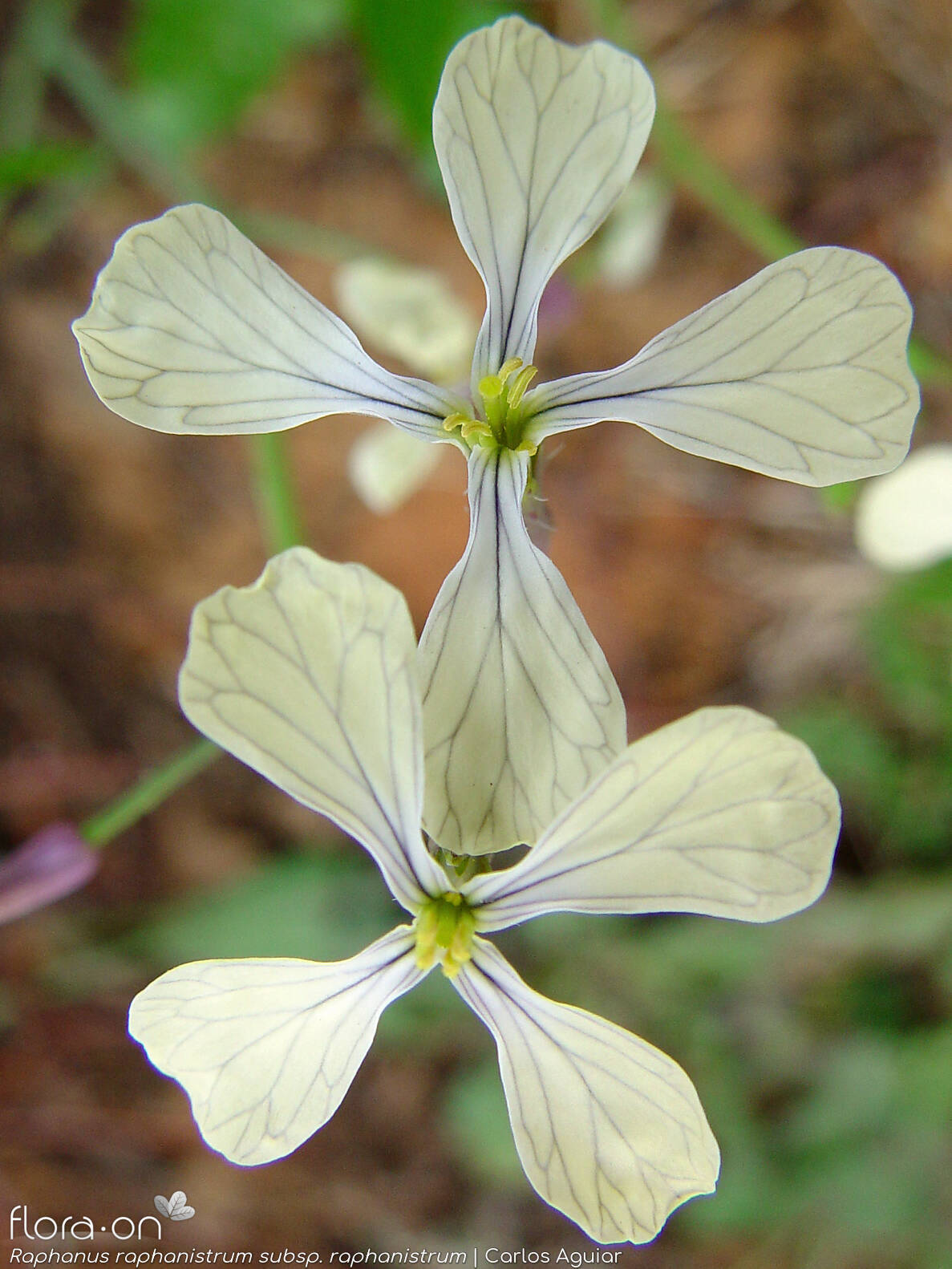 Raphanus raphanistrum