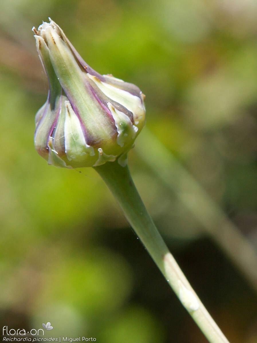 Reichardia picroides - Capítulo frutífero | Miguel Porto; CC BY-NC 4.0