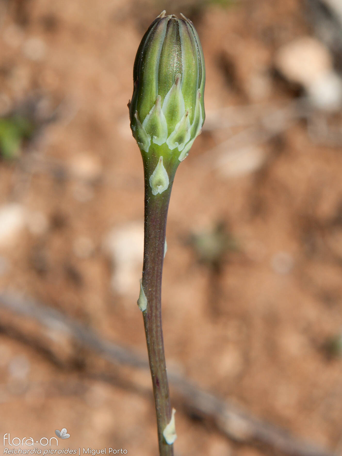 Reichardia picroides - Capítulo | Miguel Porto; CC BY-NC 4.0