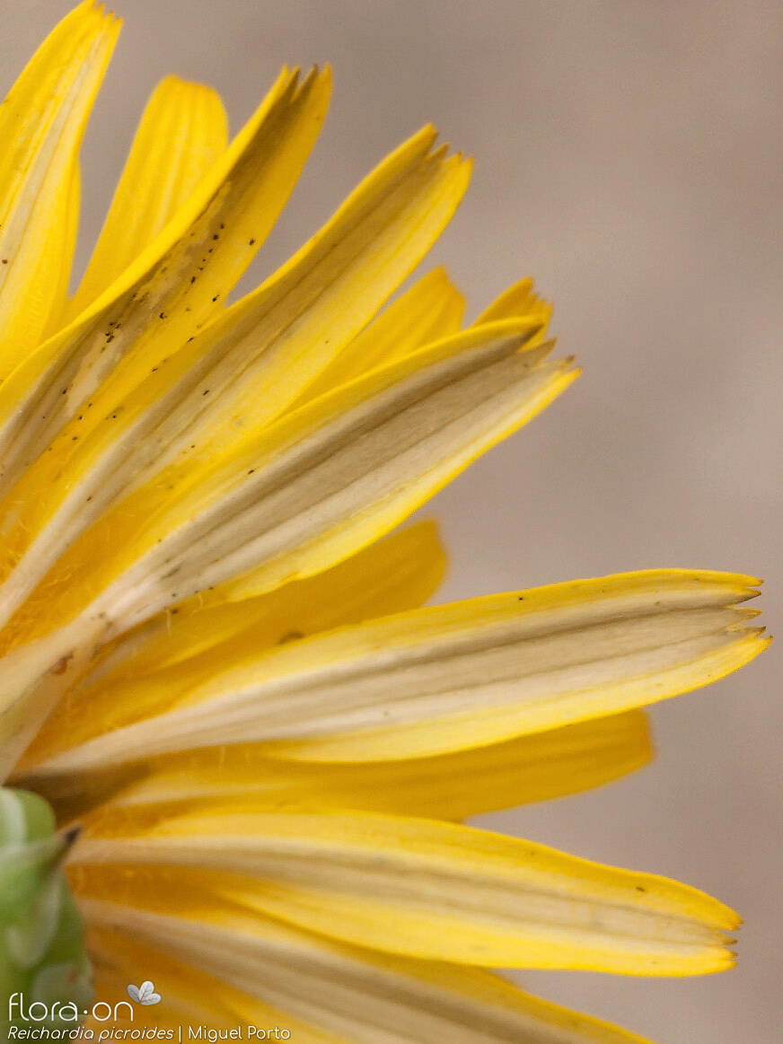 Reichardia picroides - Flor (close-up) | Miguel Porto; CC BY-NC 4.0