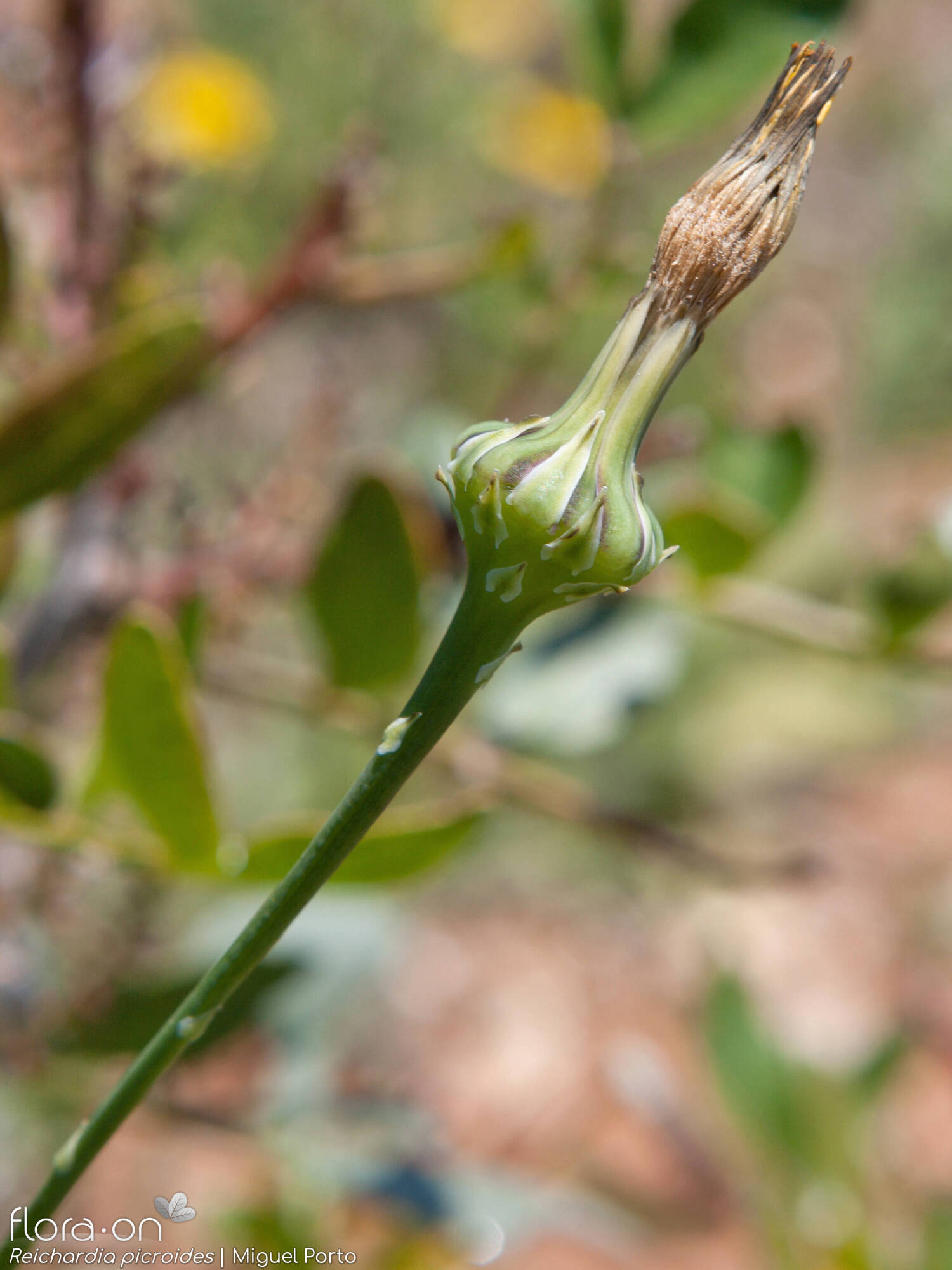 Reichardia picroides - Capítulo | Miguel Porto; CC BY-NC 4.0