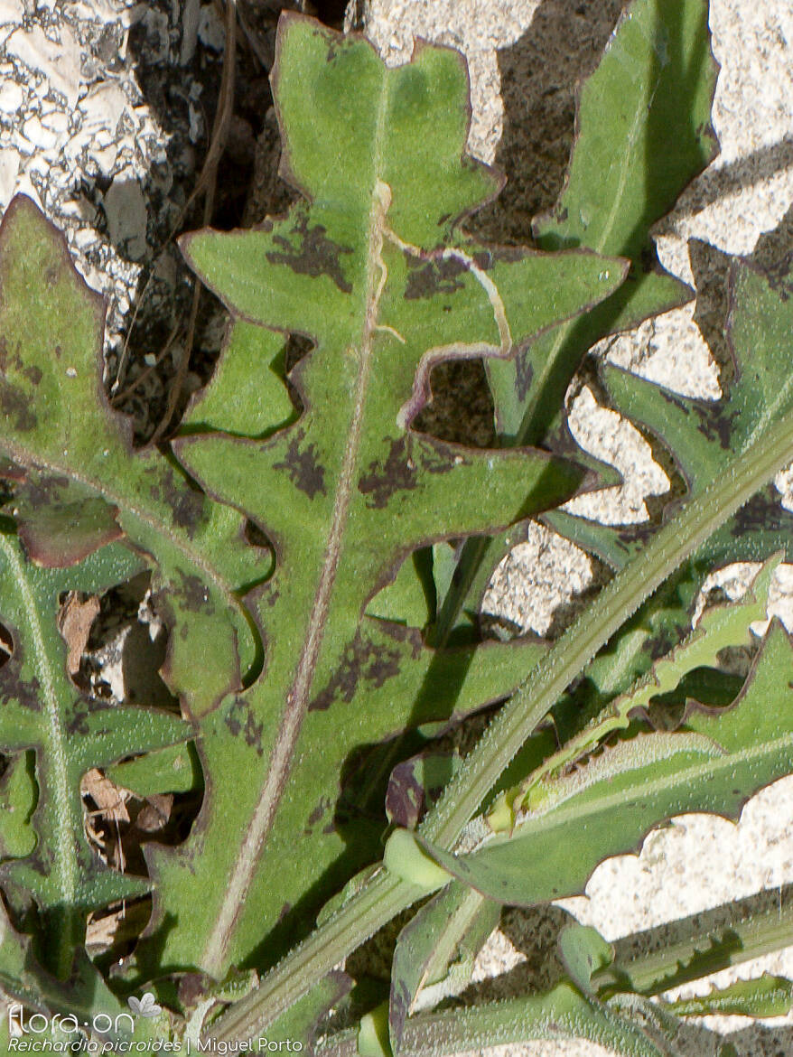 Reichardia picroides - Folha | Miguel Porto; CC BY-NC 4.0