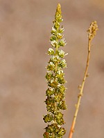 Resedaceae