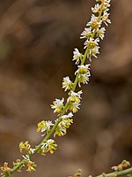 Resedaceae