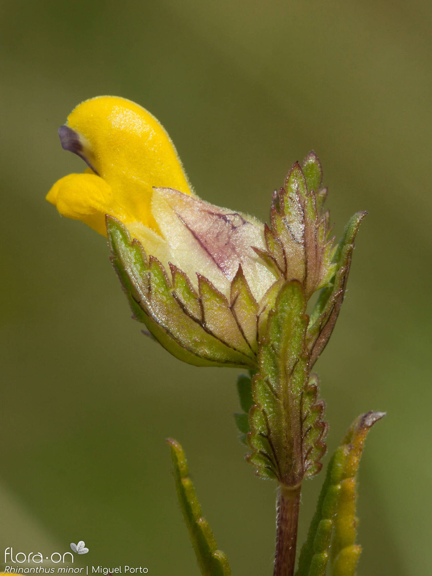 Rhinanthus minor - Flor (geral) | Miguel Porto; CC BY-NC 4.0