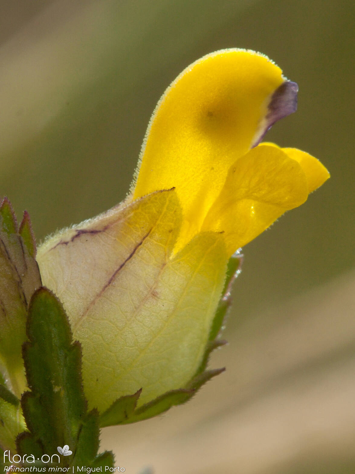 Rhinanthus minor - Flor (close-up) | Miguel Porto; CC BY-NC 4.0