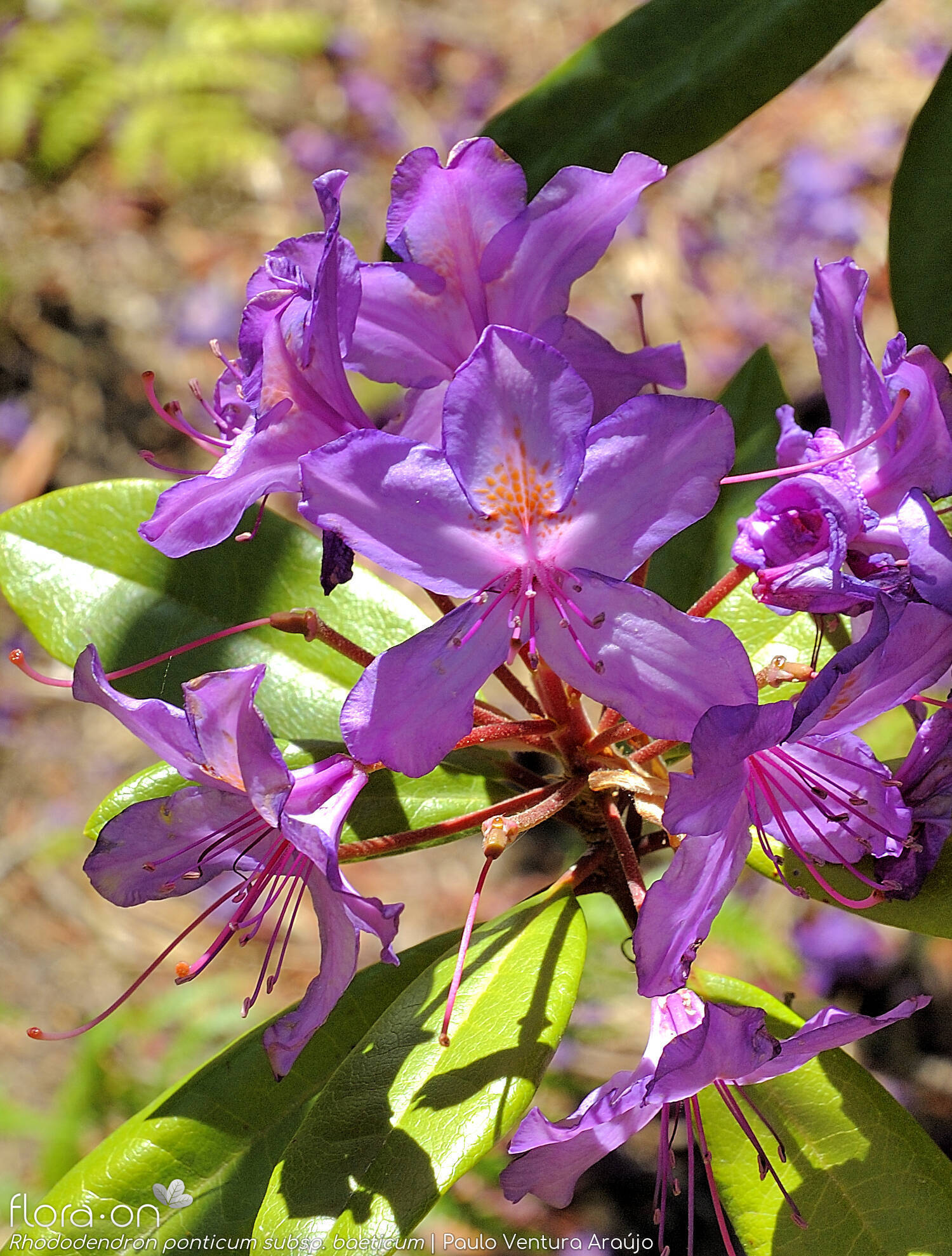 Rhododendron ponticum baeticum - Flor (geral) | Paulo Ventura Araújo; CC BY-NC 4.0