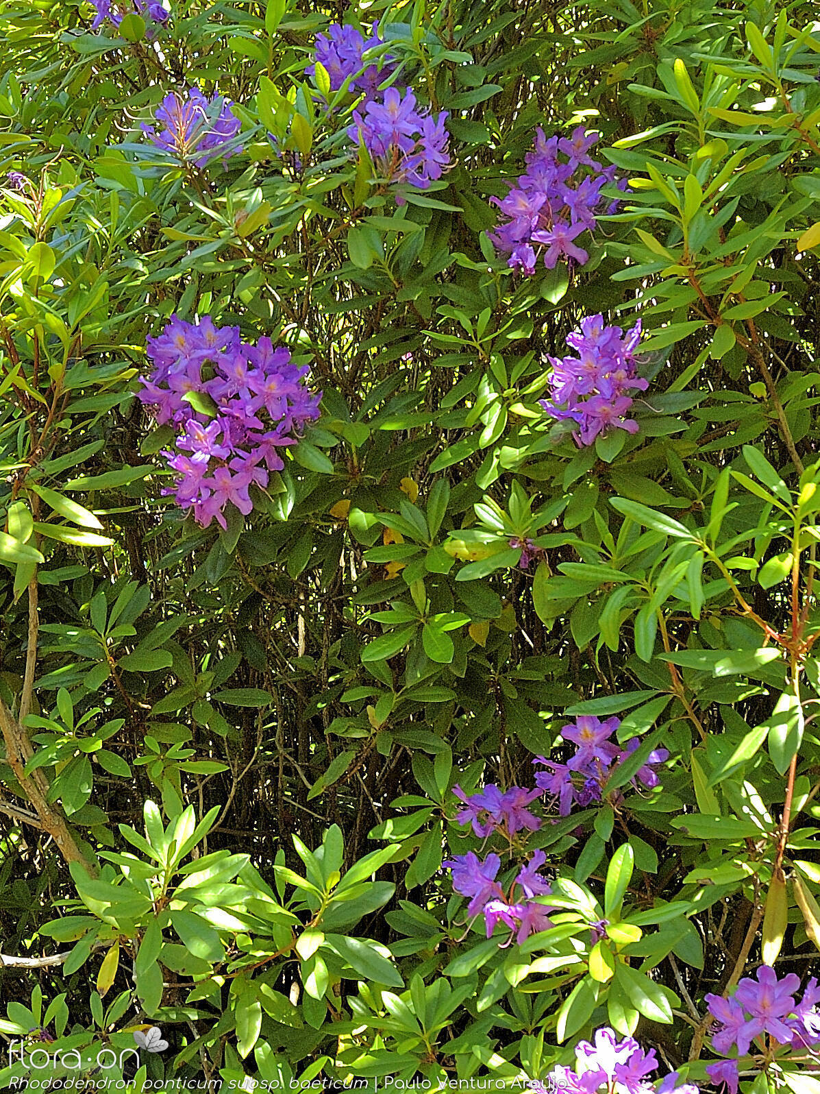 Rhododendron ponticum baeticum - Hábito | Paulo Ventura Araújo; CC BY-NC 4.0