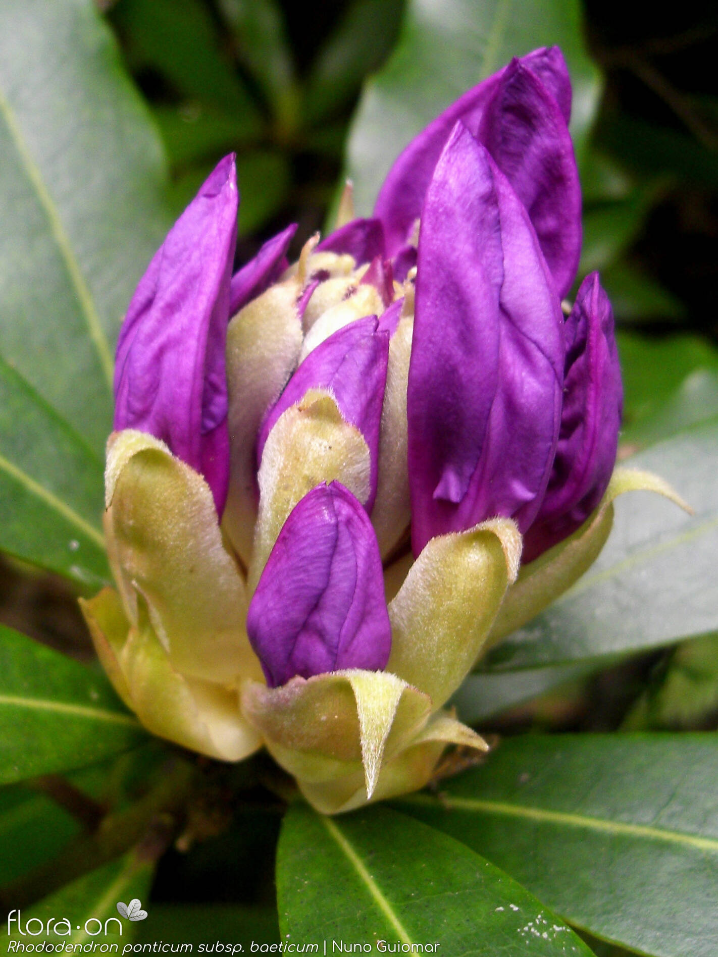 Rhododendron ponticum baeticum - Flor (geral) | Nuno Guiomar; CC BY-NC 4.0