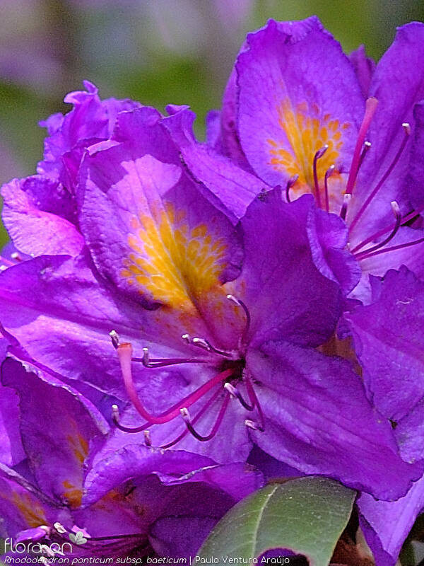 Rhododendron ponticum baeticum - Flor (close-up) | Paulo Ventura Araújo; CC BY-NC 4.0