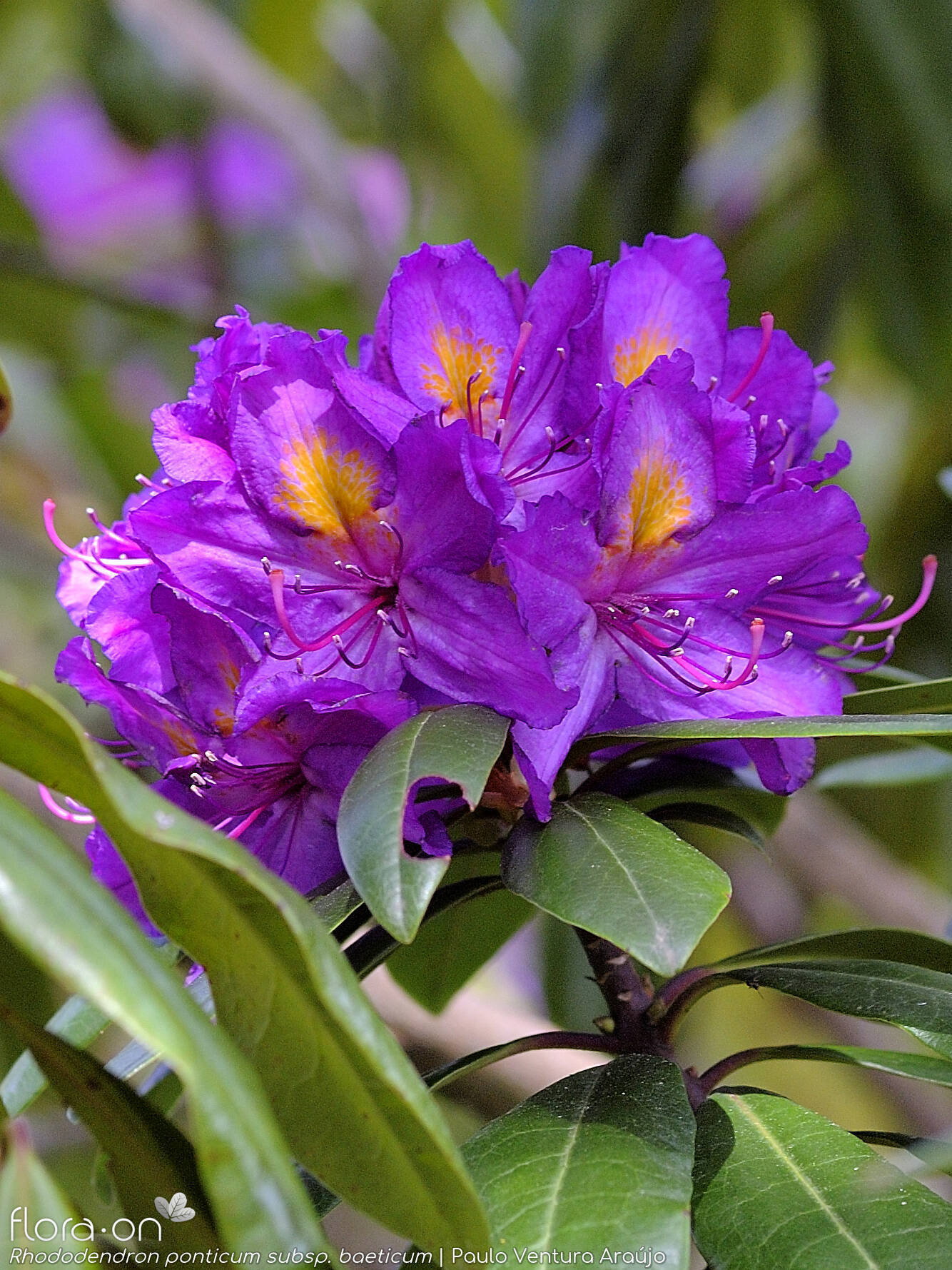 Rhododendron ponticum baeticum - Flor (geral) | Paulo Ventura Araújo; CC BY-NC 4.0