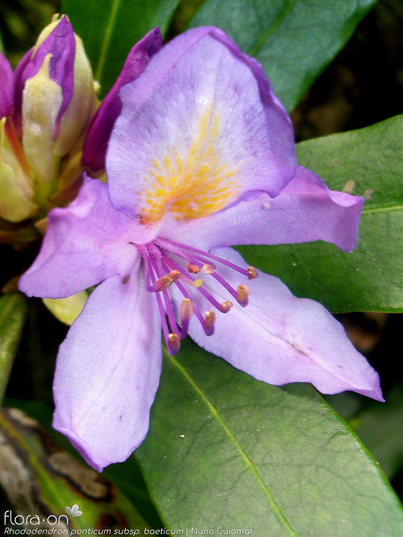 Rhododendron ponticum baeticum - Flor (close-up) | Nuno Guiomar; CC BY-NC 4.0