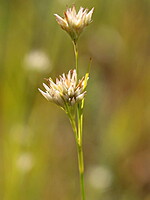 Rhynchospora alba