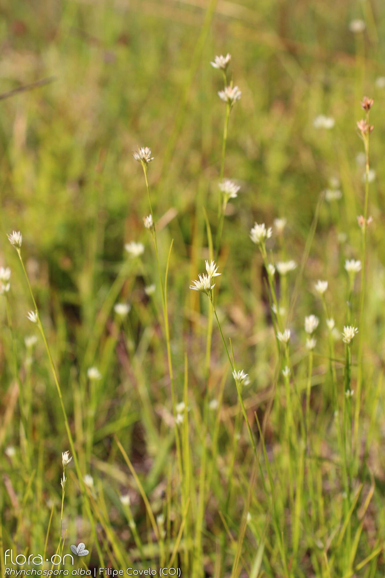 Rhynchospora alba - Hábito | Filipe Covelo; CC BY-NC 4.0