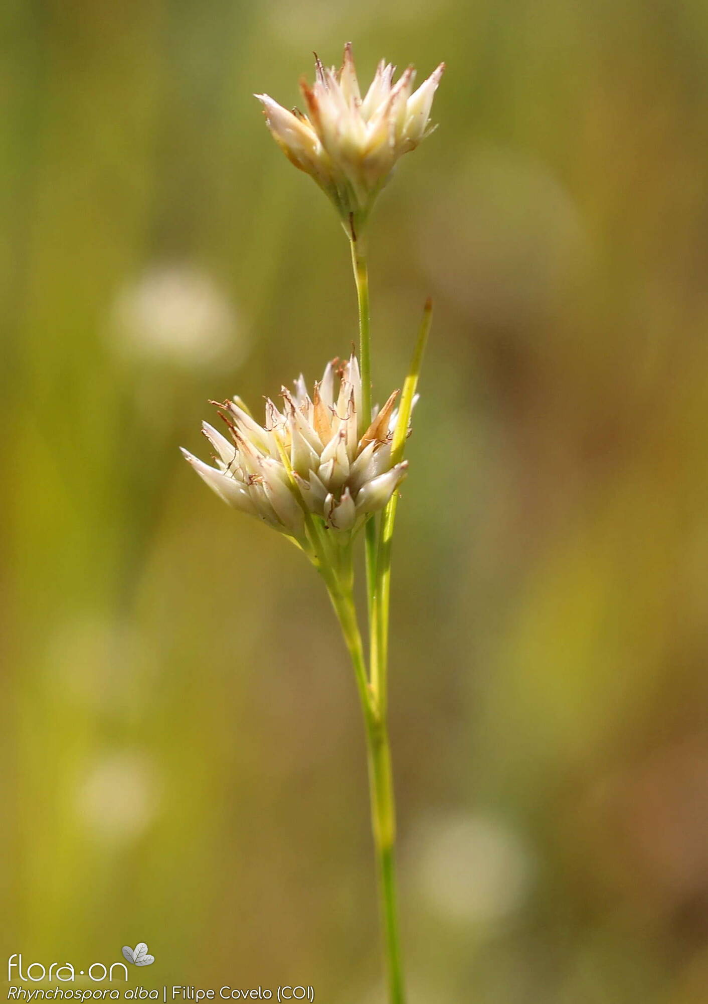 Rhynchospora alba - Flor (geral) | Filipe Covelo; CC BY-NC 4.0