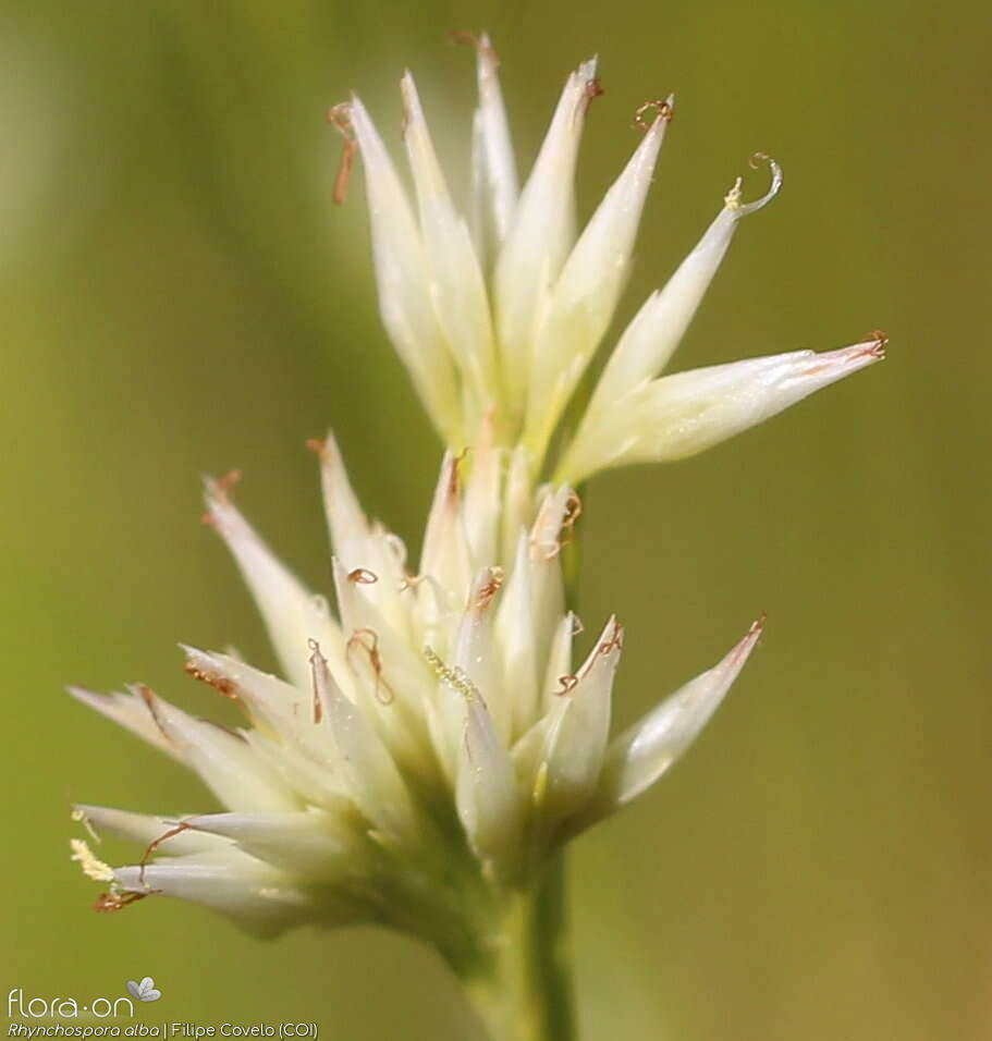 Rhynchospora alba - Flor (close-up) | Filipe Covelo; CC BY-NC 4.0