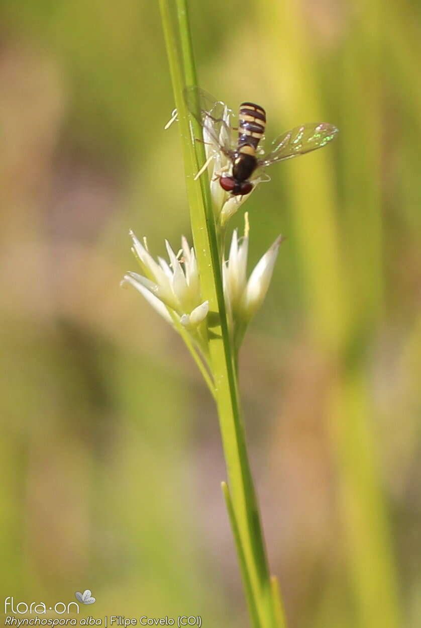 Rhynchospora alba - Flor (geral) | Filipe Covelo; CC BY-NC 4.0