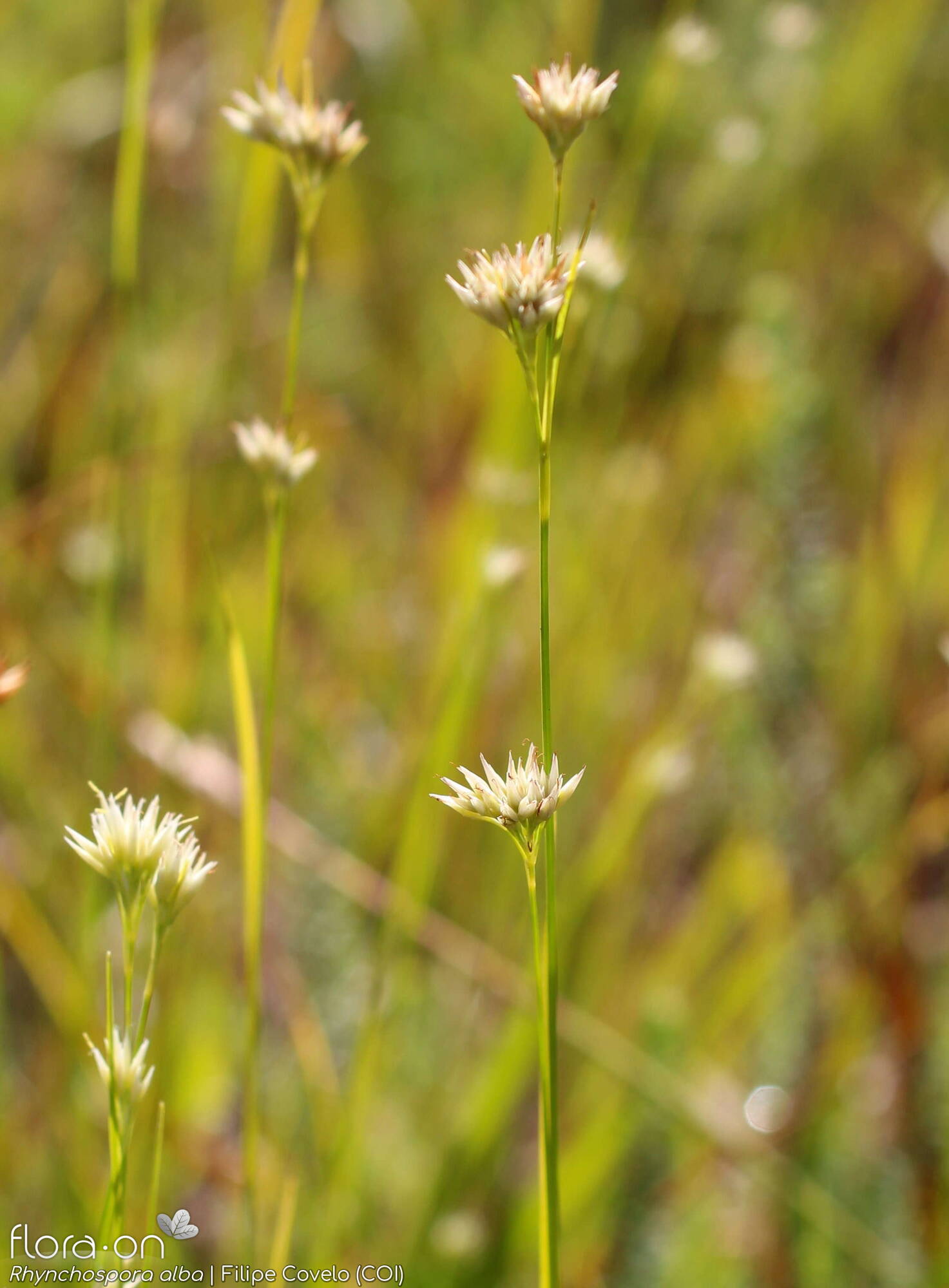 Rhynchospora alba - Flor (geral) | Filipe Covelo; CC BY-NC 4.0