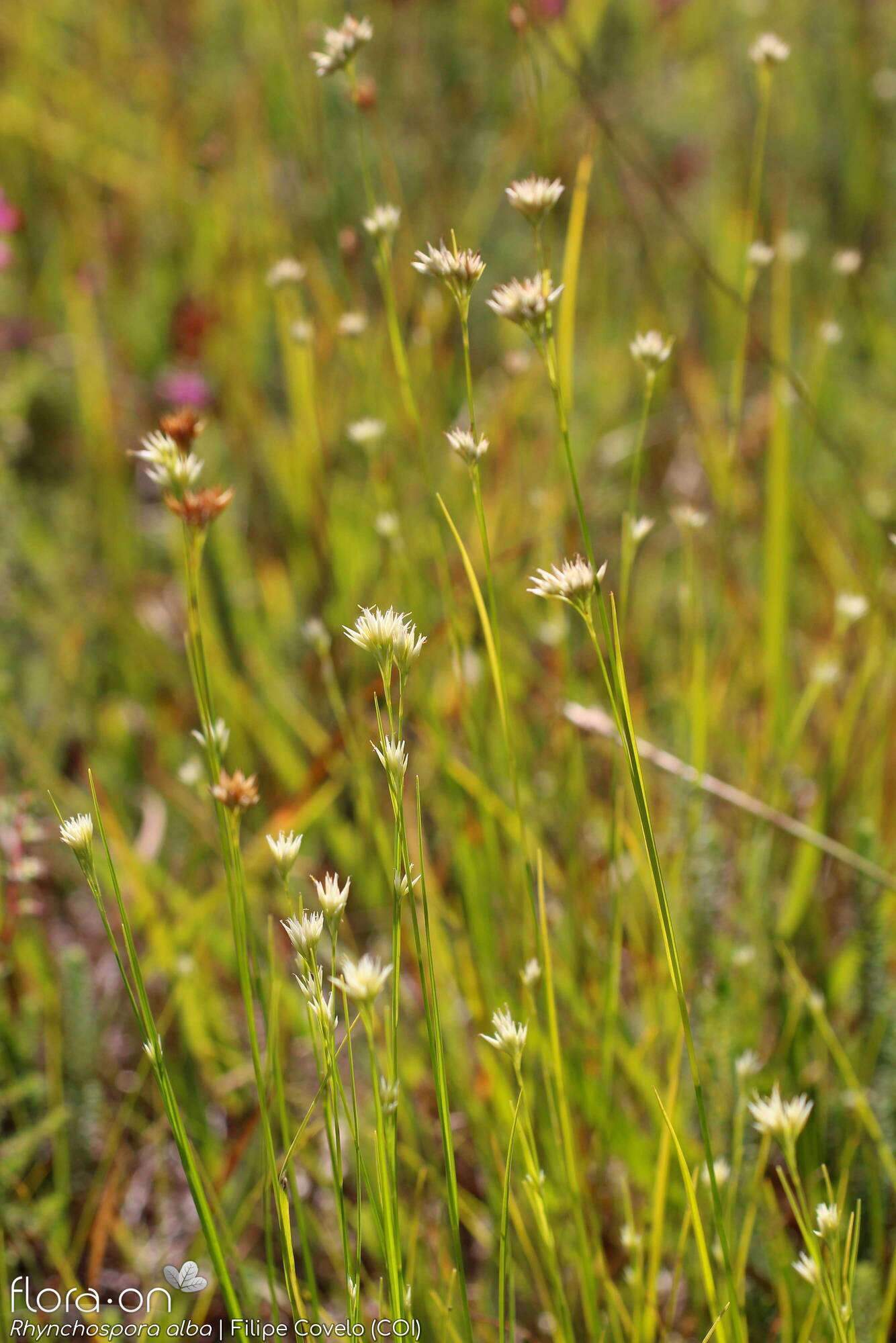 Rhynchospora alba - Hábito | Filipe Covelo; CC BY-NC 4.0