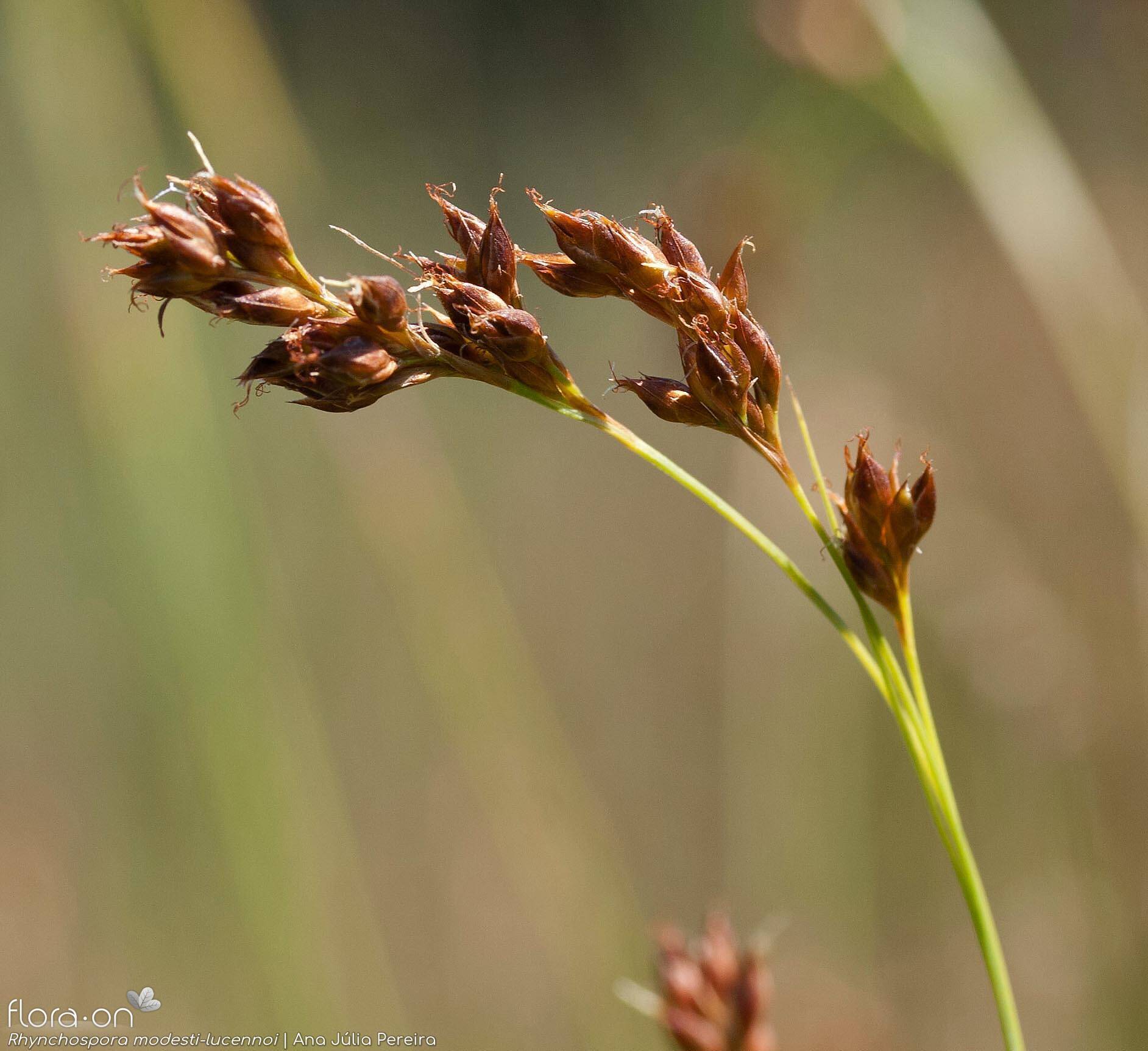 Rhynchospora modesti-lucennoi - Flor (close-up) | Ana Júlia Pereira; CC BY-NC 4.0