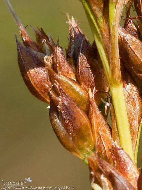 Rhynchospora modesti-lucennoi - Flor (close-up) | Miguel Porto; CC BY-NC 4.0