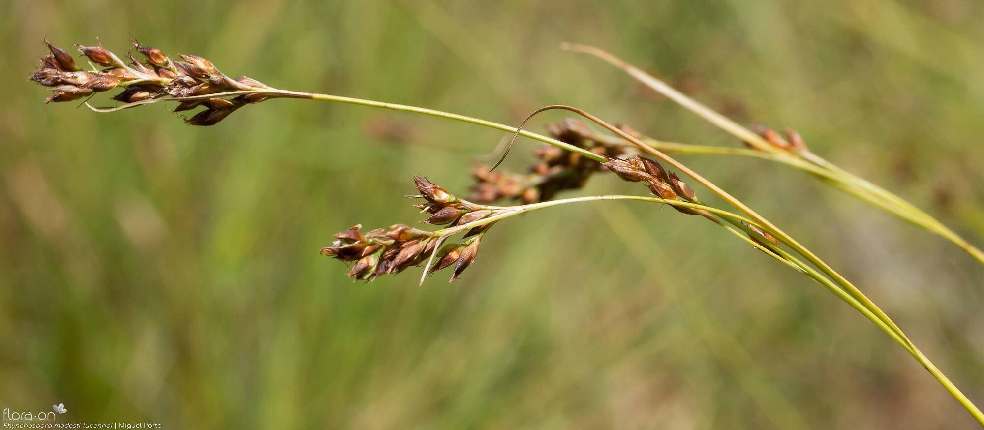Rhynchospora modesti-lucennoi - Flor (geral) | Miguel Porto; CC BY-NC 4.0