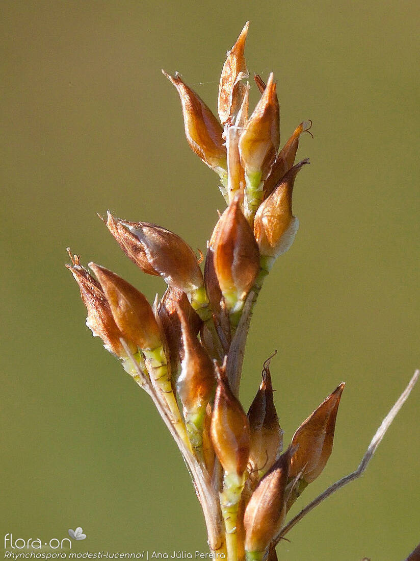 Rhynchospora modesti-lucennoi - Flor (close-up) | Ana Júlia Pereira; CC BY-NC 4.0