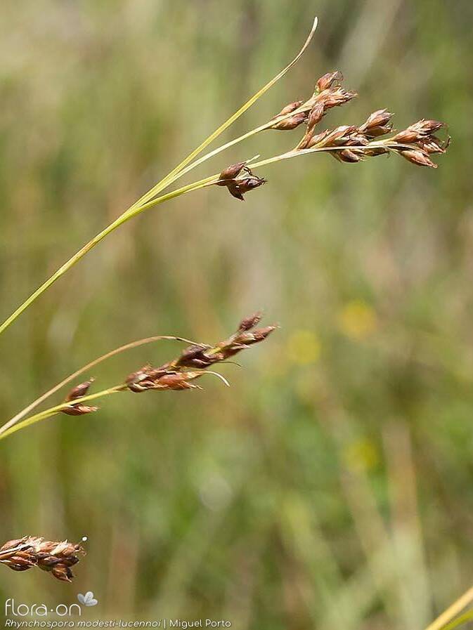 Rhynchospora modesti-lucennoi - Flor (geral) | Miguel Porto; CC BY-NC 4.0