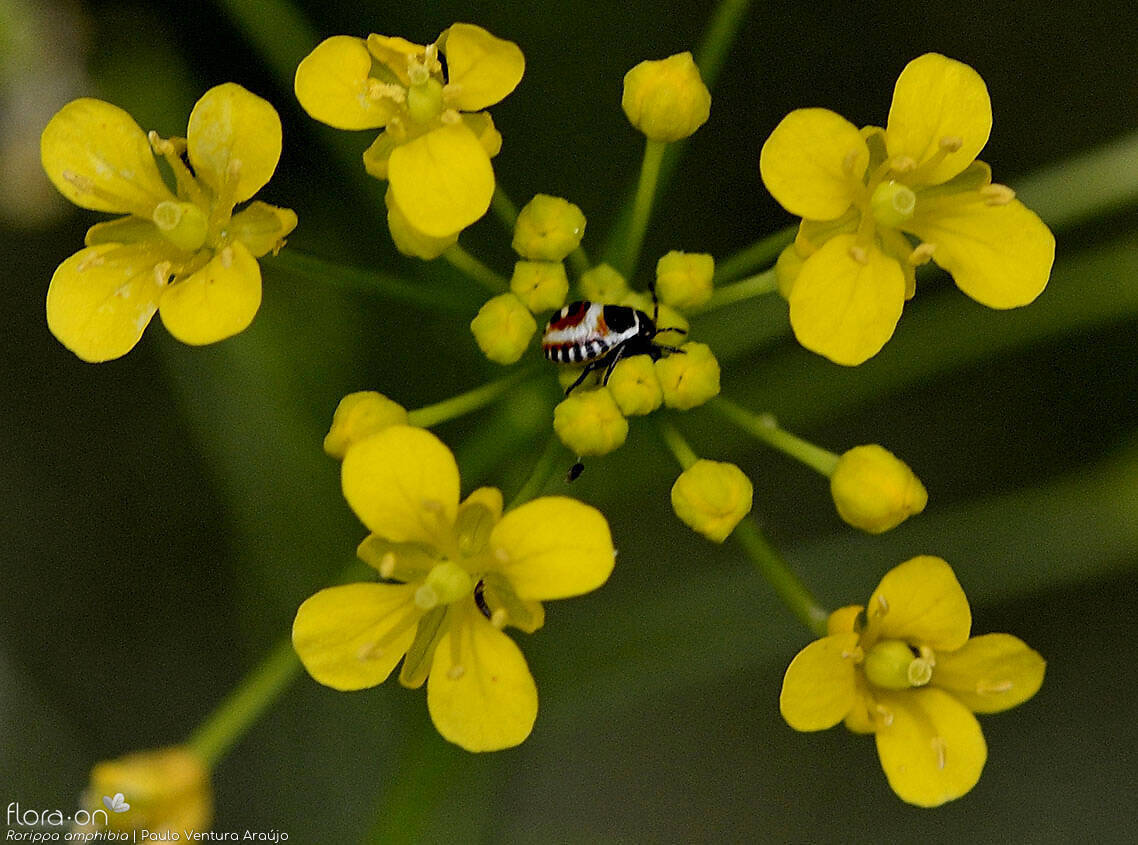Rorippa amphibia - Flor (close-up) | Paulo Ventura Araújo; CC BY-NC 4.0