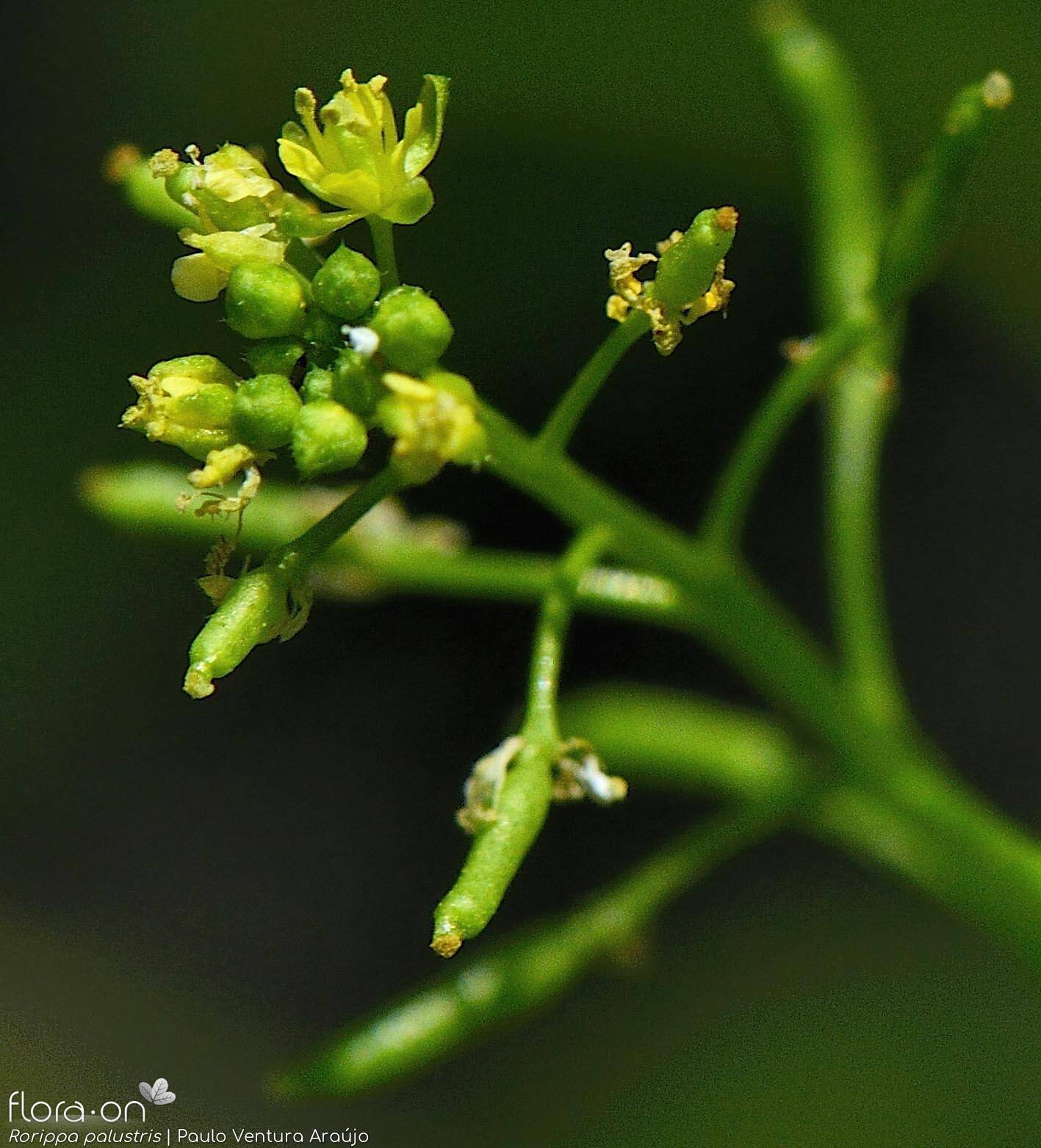 Rorippa palustris - Flor (geral) | Paulo Ventura Araújo; CC BY-NC 4.0