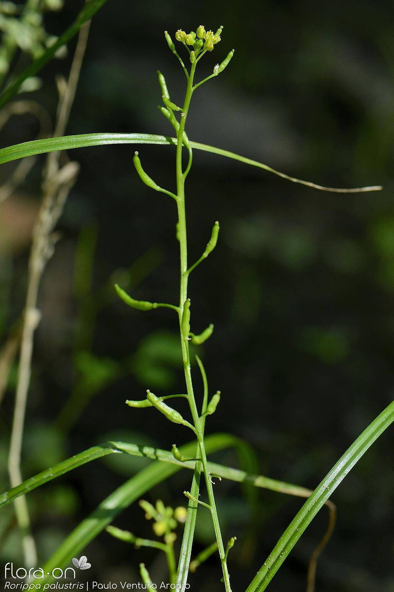 Rorippa palustris - Flor (geral) | Paulo Ventura Araújo; CC BY-NC 4.0