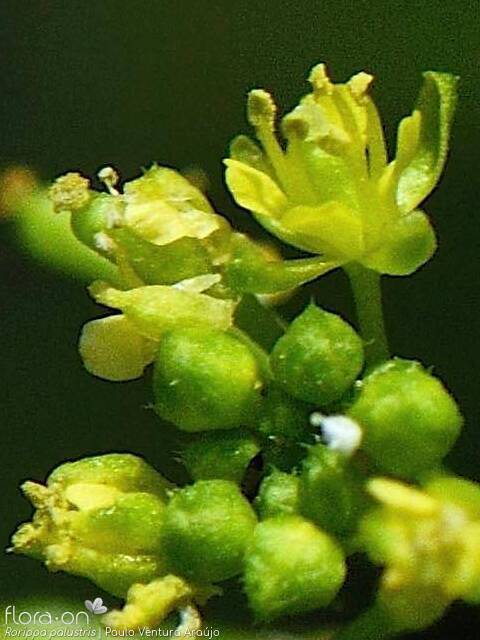 Rorippa palustris - Flor (close-up) | Paulo Ventura Araújo; CC BY-NC 4.0