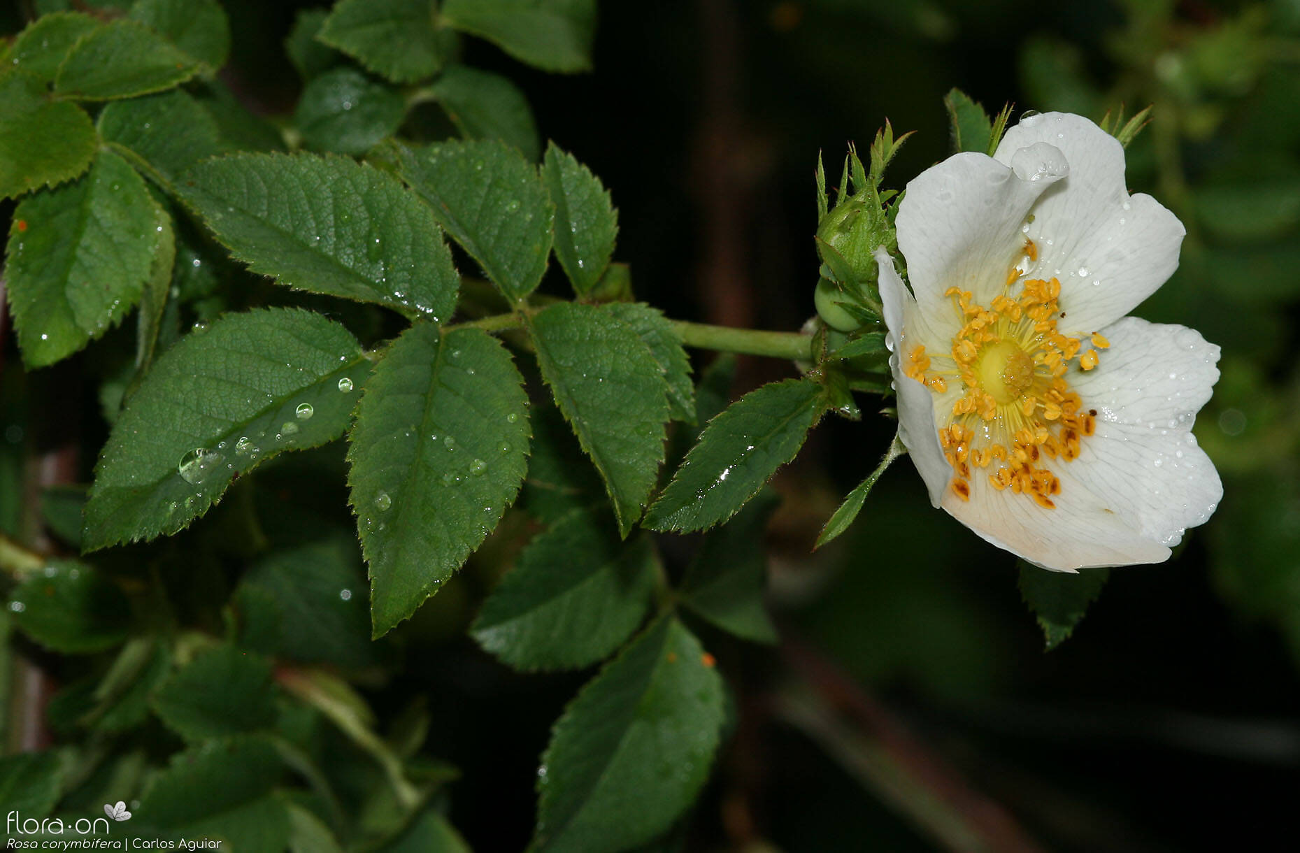Rosa corymbifera - Flor (geral) | Carlos Aguiar; CC BY-NC 4.0
