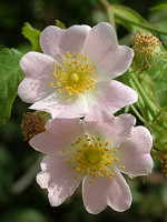 Rosa micrantha