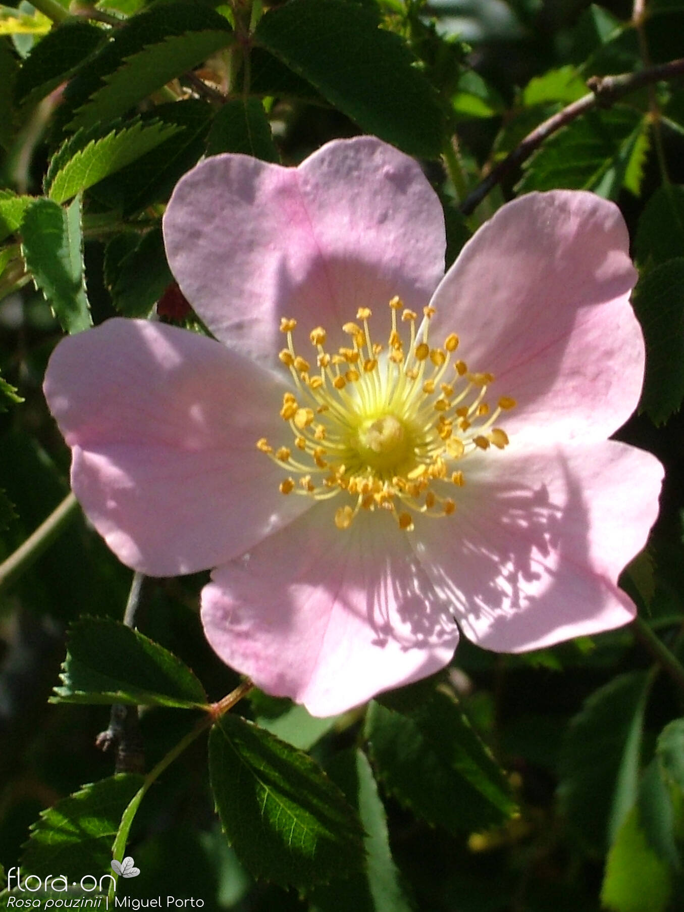 Rosa pouzinii - Flor (close-up) | Miguel Porto; CC BY-NC 4.0