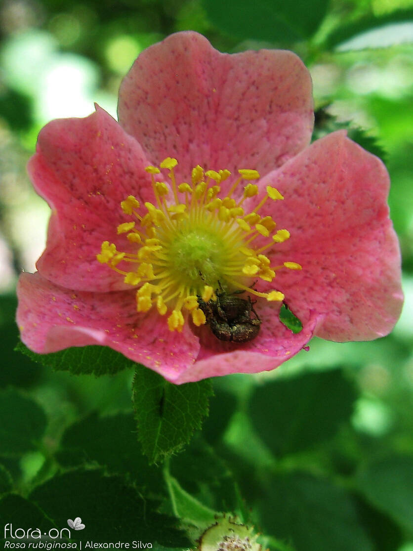 Rosa rubiginosa - Flor (close-up) | Alexandre Silva; CC BY-NC 4.0