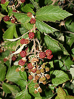 Rosaceae