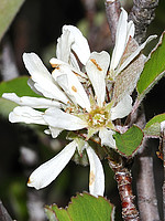 Rosaceae