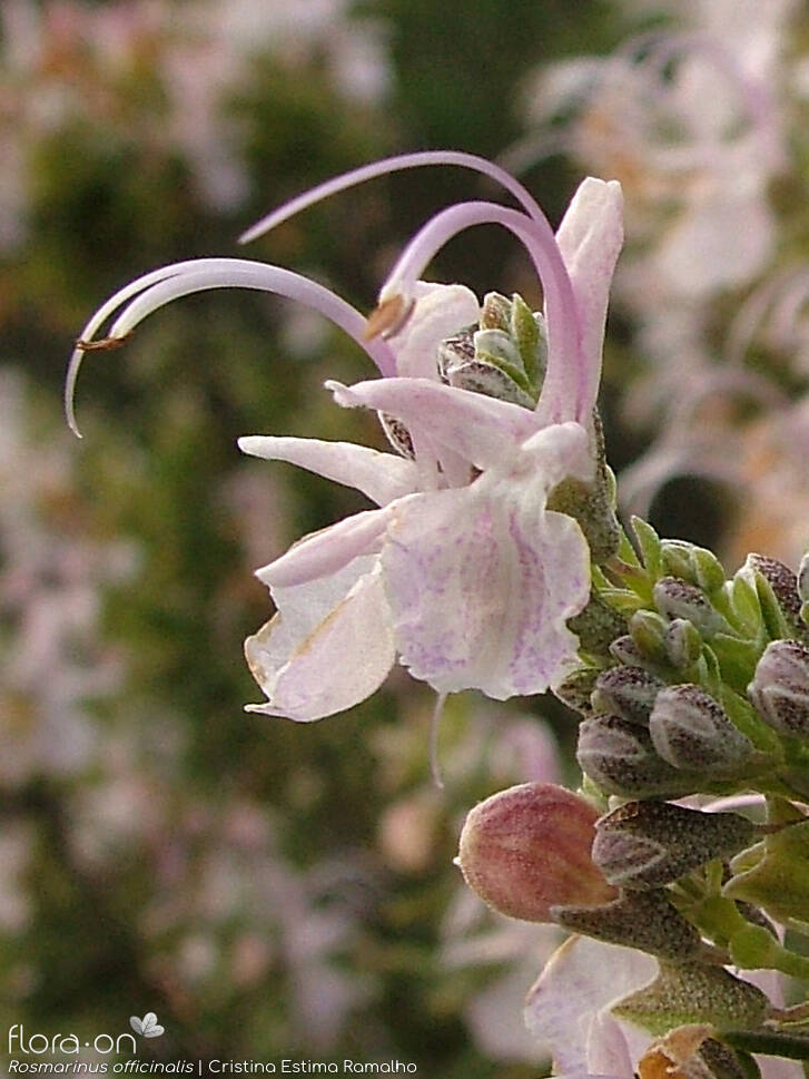 Rosmarinus officinalis - Flor (close-up) | Cristina Estima Ramalho; CC BY-NC 4.0