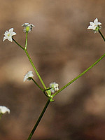 Rubiaceae