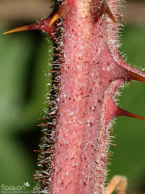 Rubus galloecicus - Caule | Carlos Aguiar; CC BY-NC 4.0