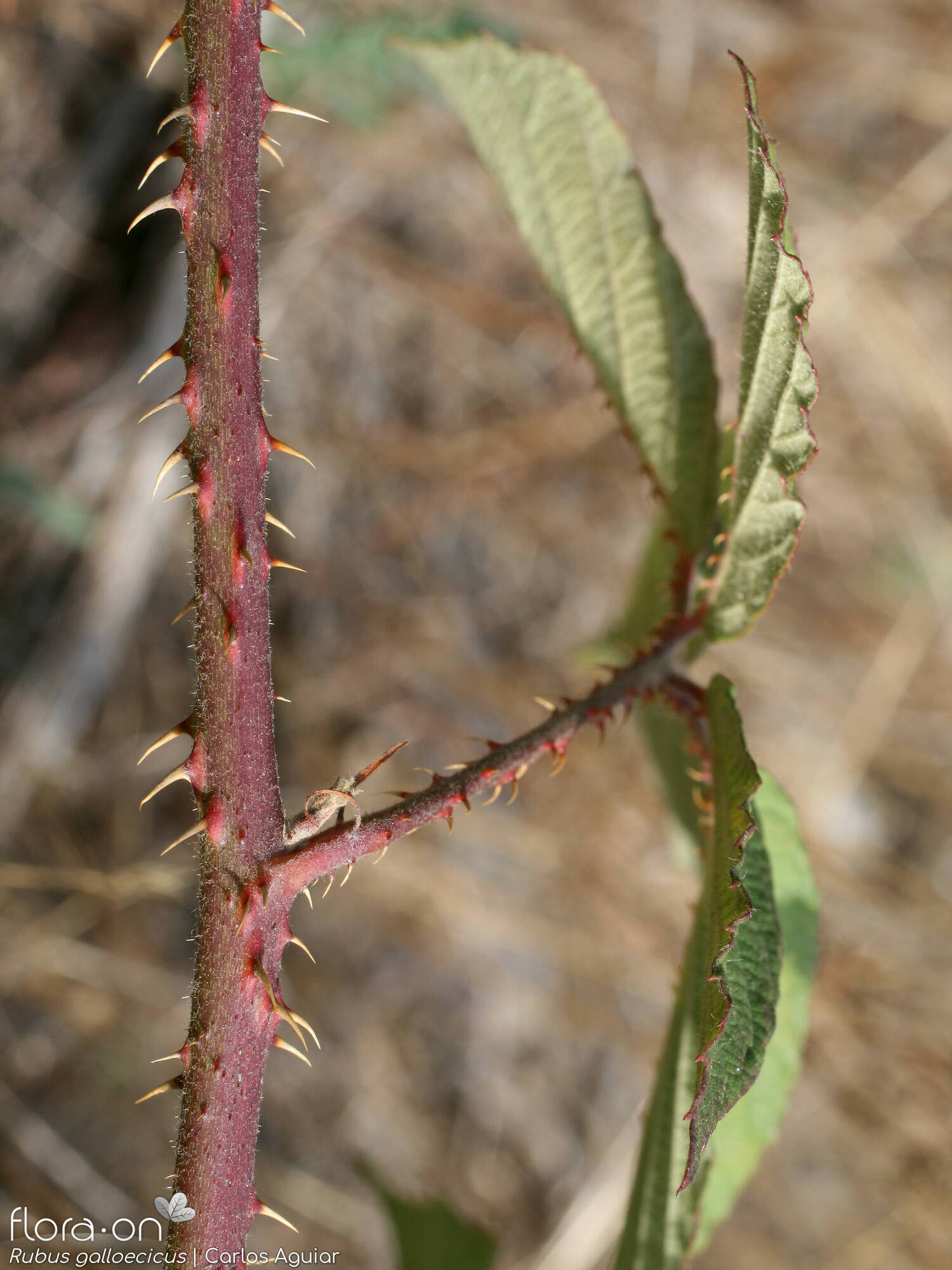 Rubus galloecicus - Folha | Carlos Aguiar; CC BY-NC 4.0